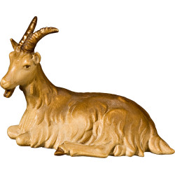 Cabra acostada